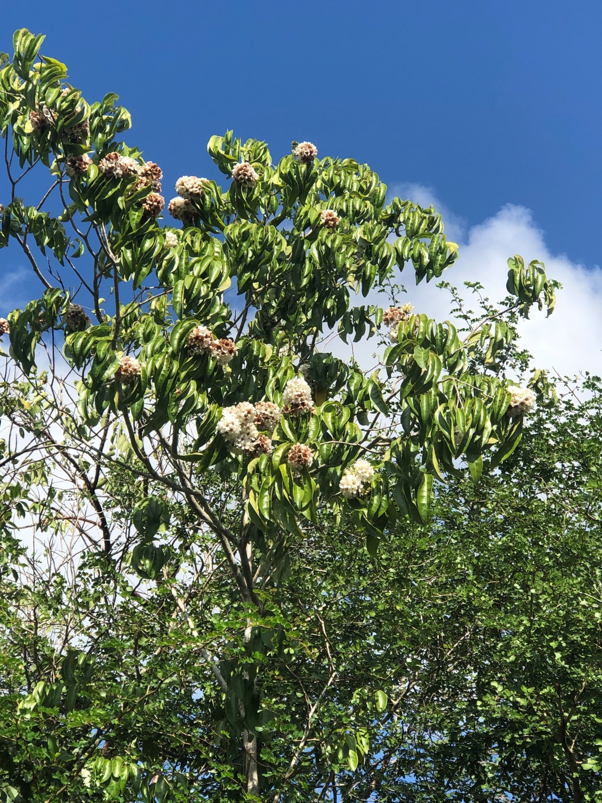 Image of a Spanish Elm  with flowers as part of the national tree planting (NTP) initiative led by the Cayman Islands Government under the Ministry of sustainability climate resiliency and wellness (MSCRW)
